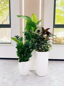 余姚花木出租价格